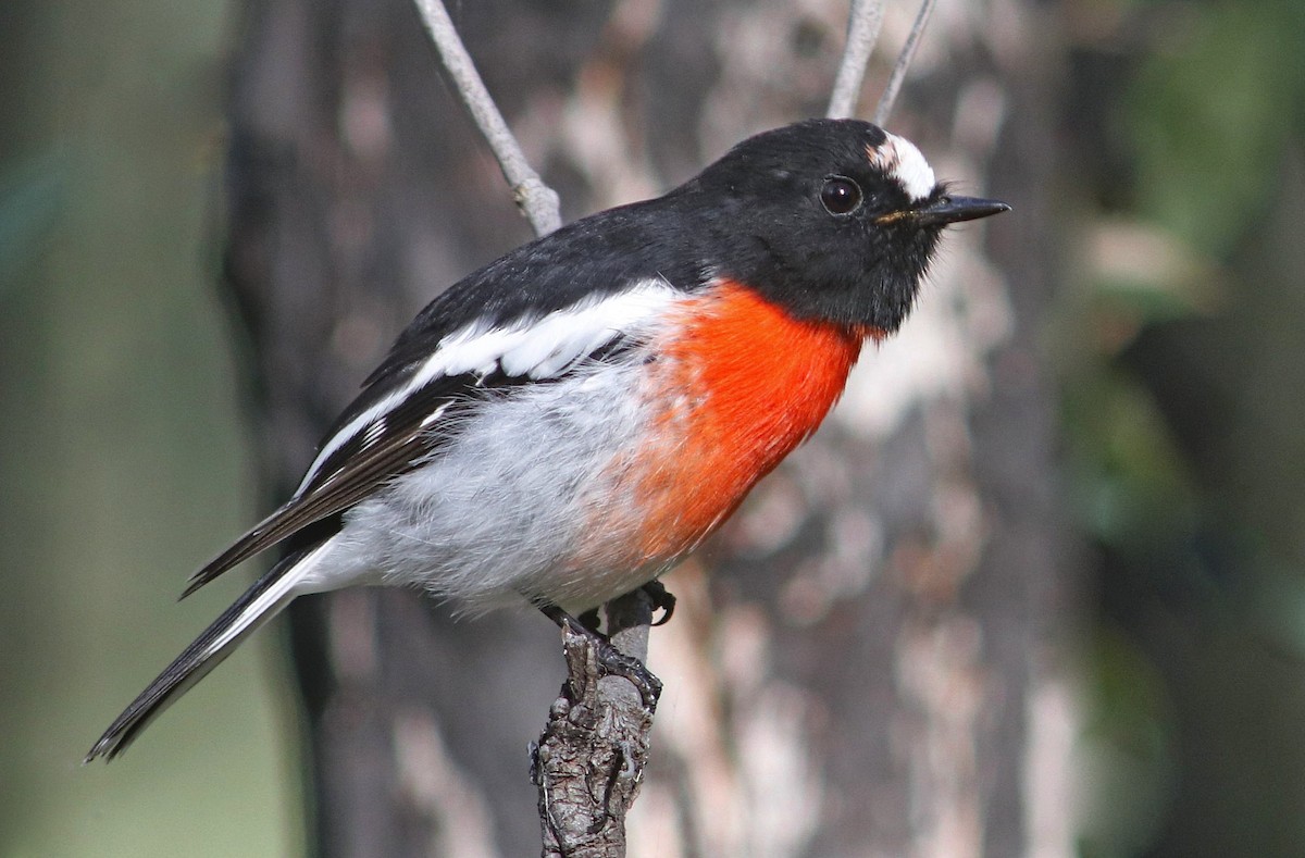 Scarlet Robin - ML425670671