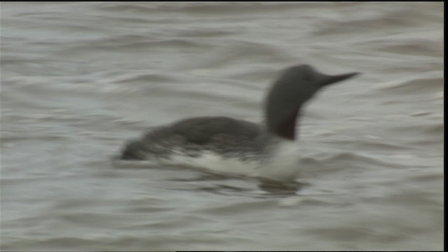 Red-throated Loon - ML425671