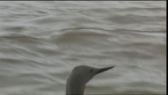 Red-throated Loon - ML425672