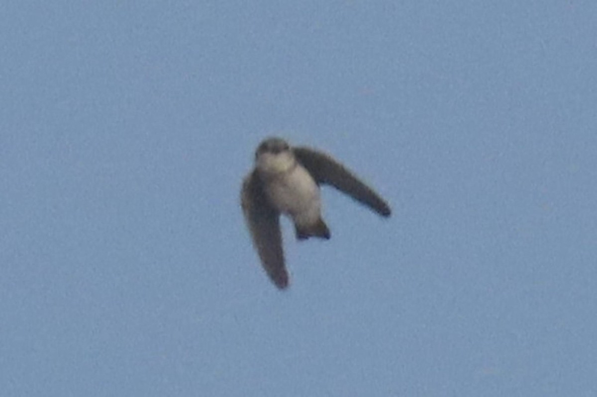 Pale Martin - ML425673531