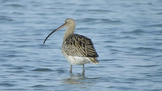 Eurasian Curlew - ML425674461