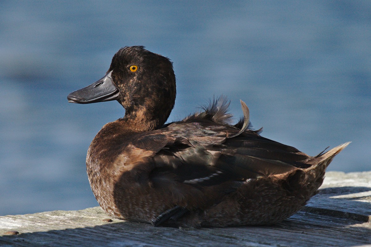 New Zealand Scaup - ML425675521