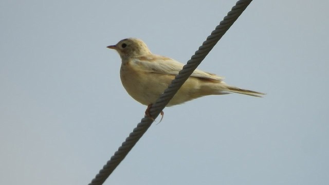 Blyth's Pipit - ML425675571