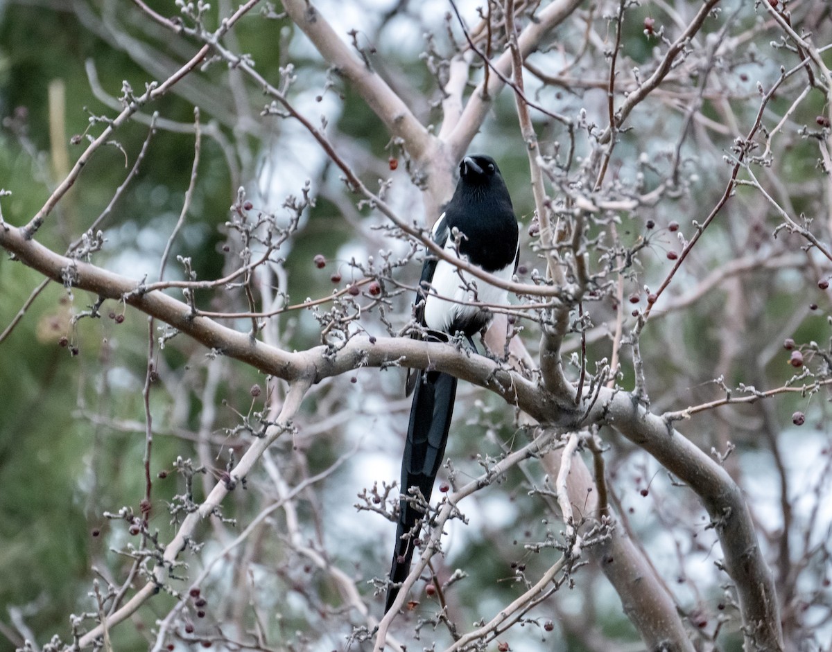 Black-billed Magpie - ML425675761