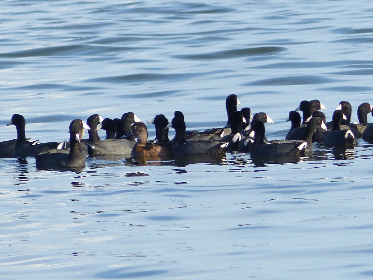 Ring-necked Duck - ML42567631