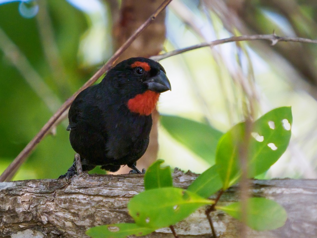 Greater Antillean Bullfinch - Michele Kelly