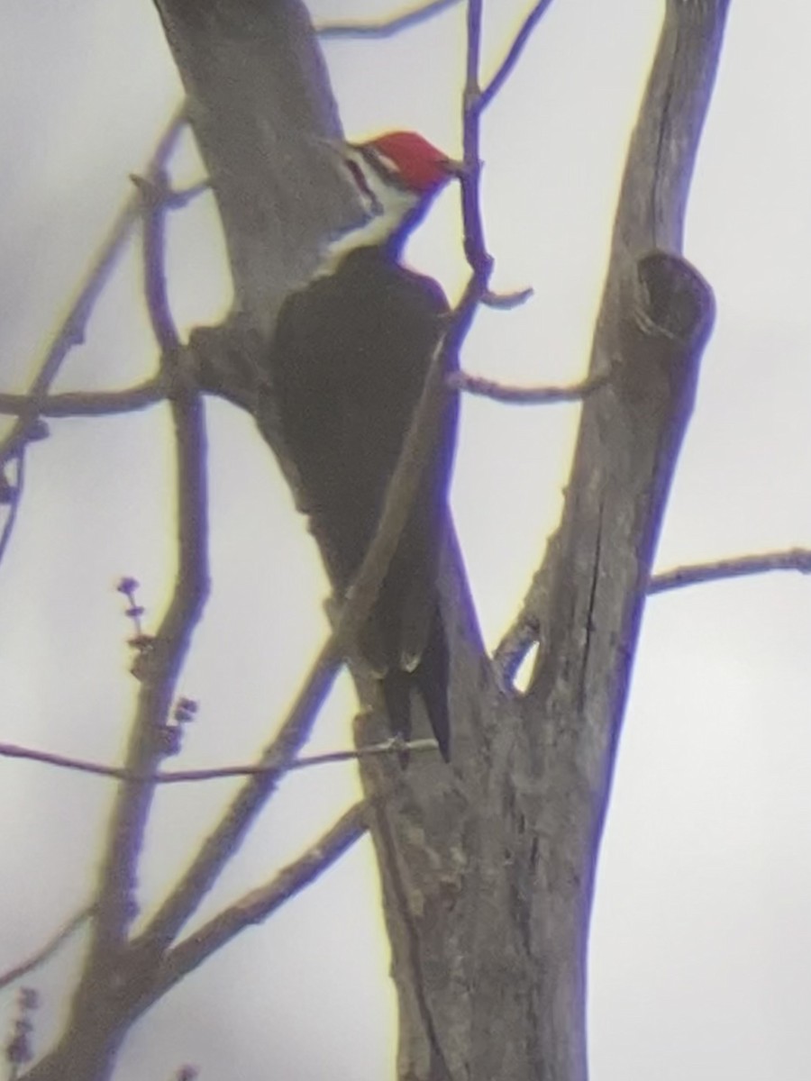 Pileated Woodpecker - ML425678261