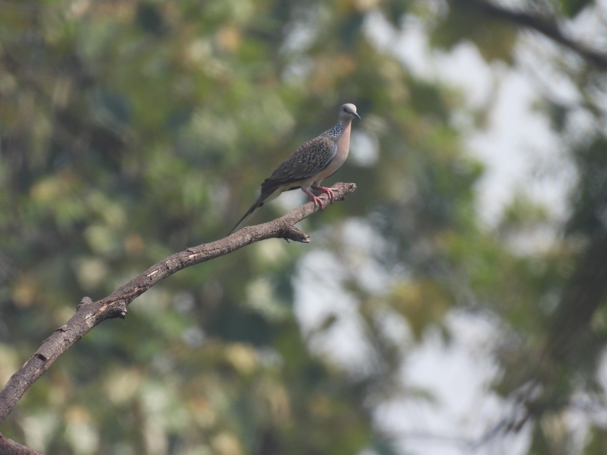 Spotted Dove - ML425678551