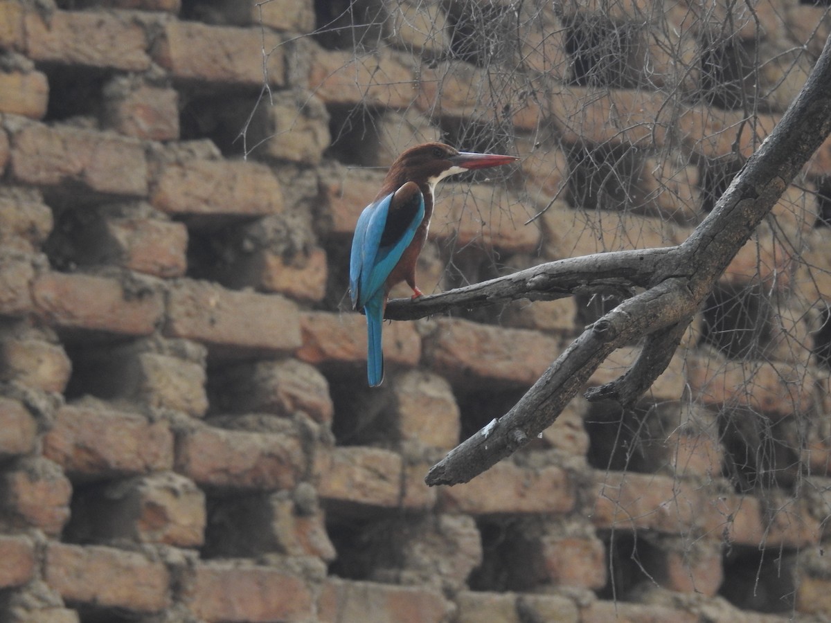 White-throated Kingfisher - ML425679121