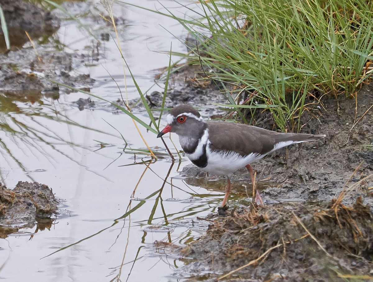 Three-banded Plover - Brooke Miller