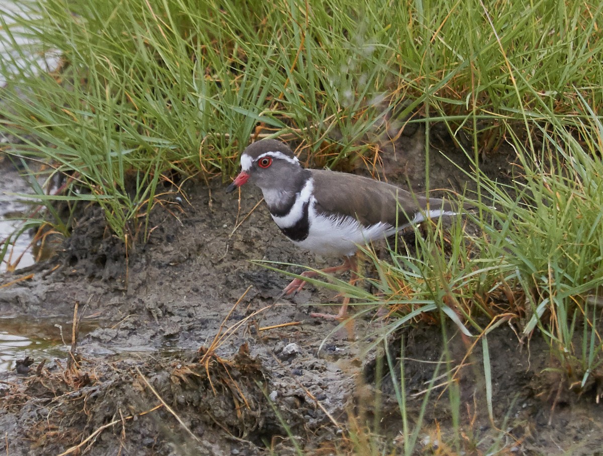 Three-banded Plover - Brooke Miller