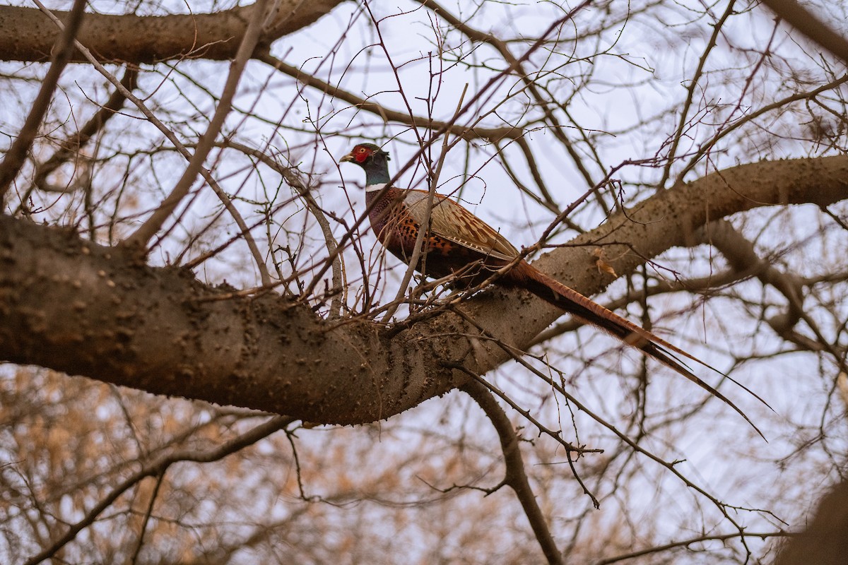 Ring-necked Pheasant - Mihaela Dumitru