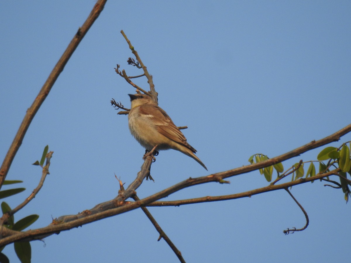 Yellow-throated Sparrow - Smita Goyal