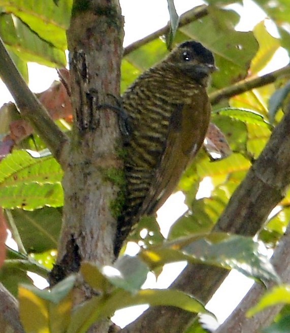 Bar-bellied Woodpecker - Neil Wingert