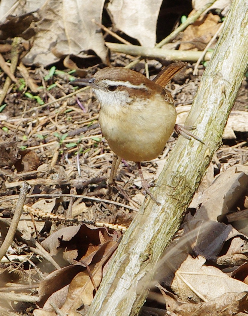 Carolina Wren - ML425681721