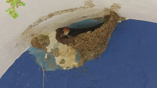 Red-rumped Swallow - ML425681981