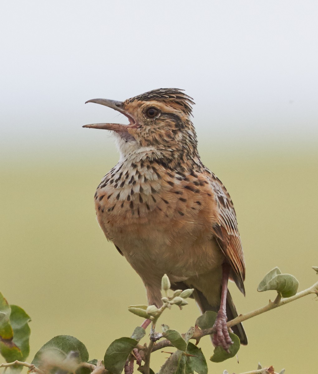 Rufous-naped Lark - ML42568211