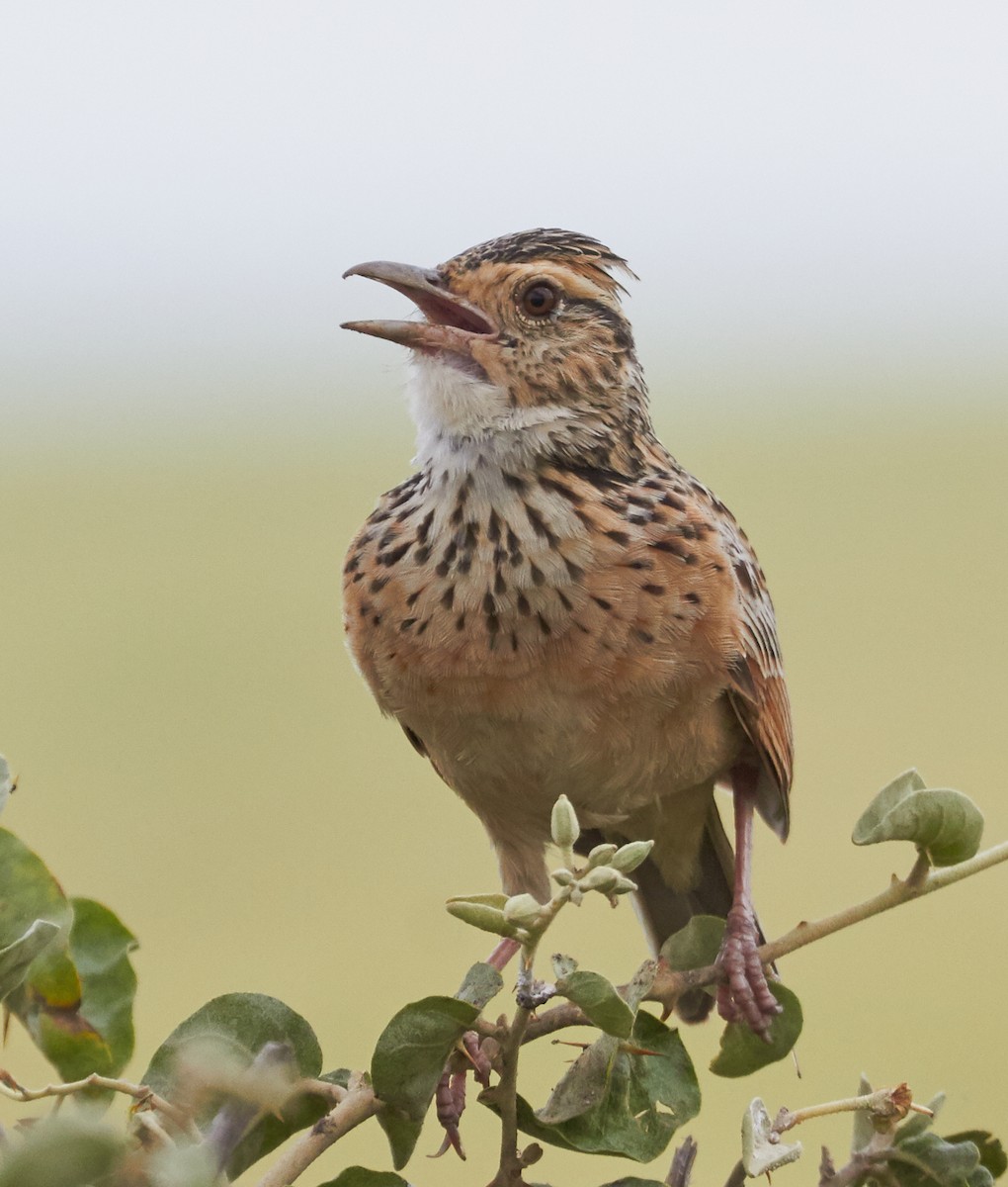 Rufous-naped Lark - ML42568221