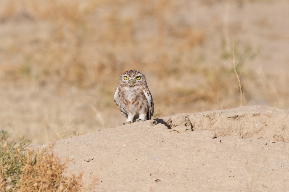 Little Owl (Hutton's) - ML425682361