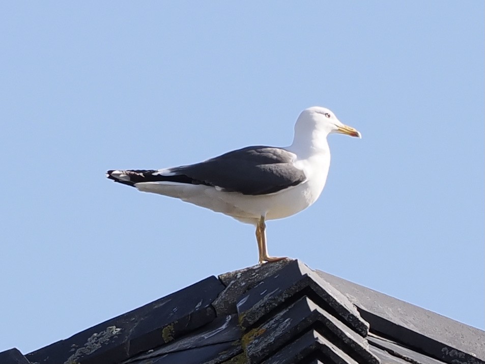 Lesser Black-backed Gull - ML425684001