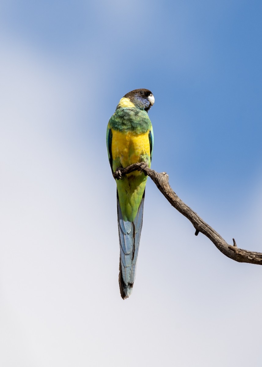 Australian Ringneck - ML425684031