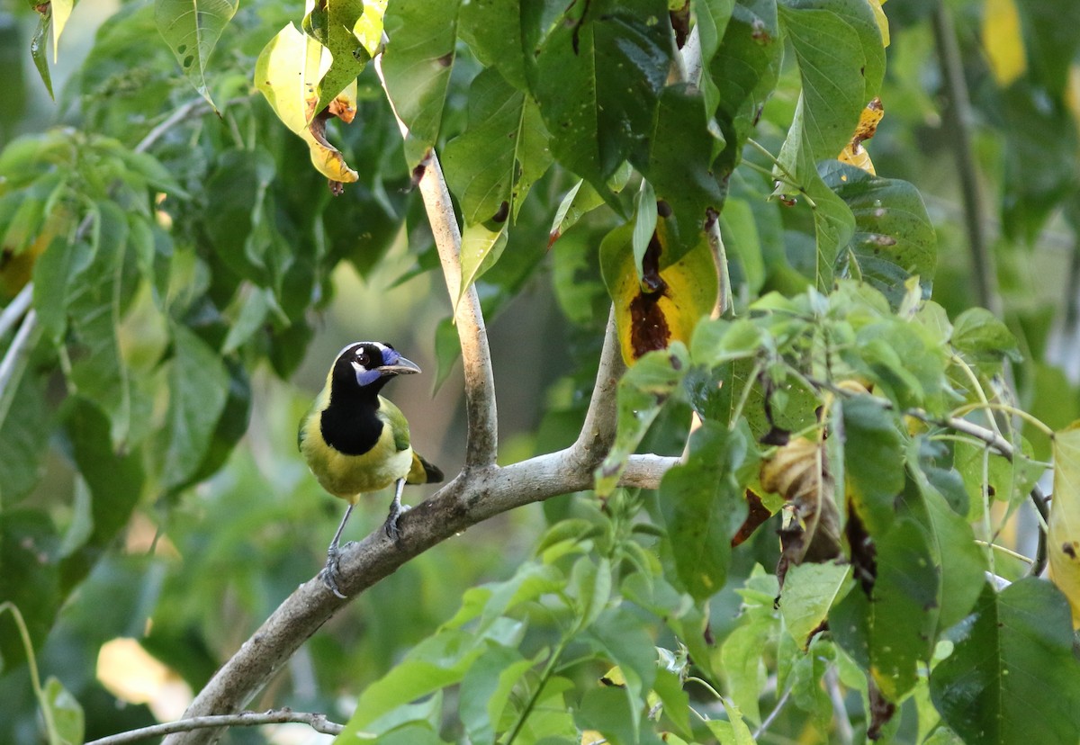 Green Jay - ML42568421