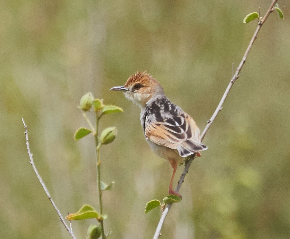 Winding Cisticola - Brooke Miller