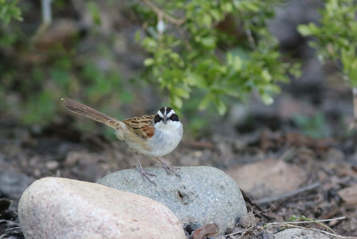 Stripe-headed Sparrow - ML42568521