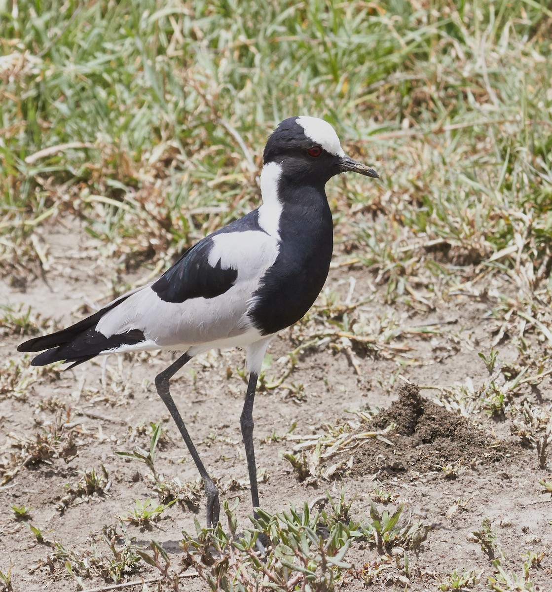 Blacksmith Lapwing - ML42568571