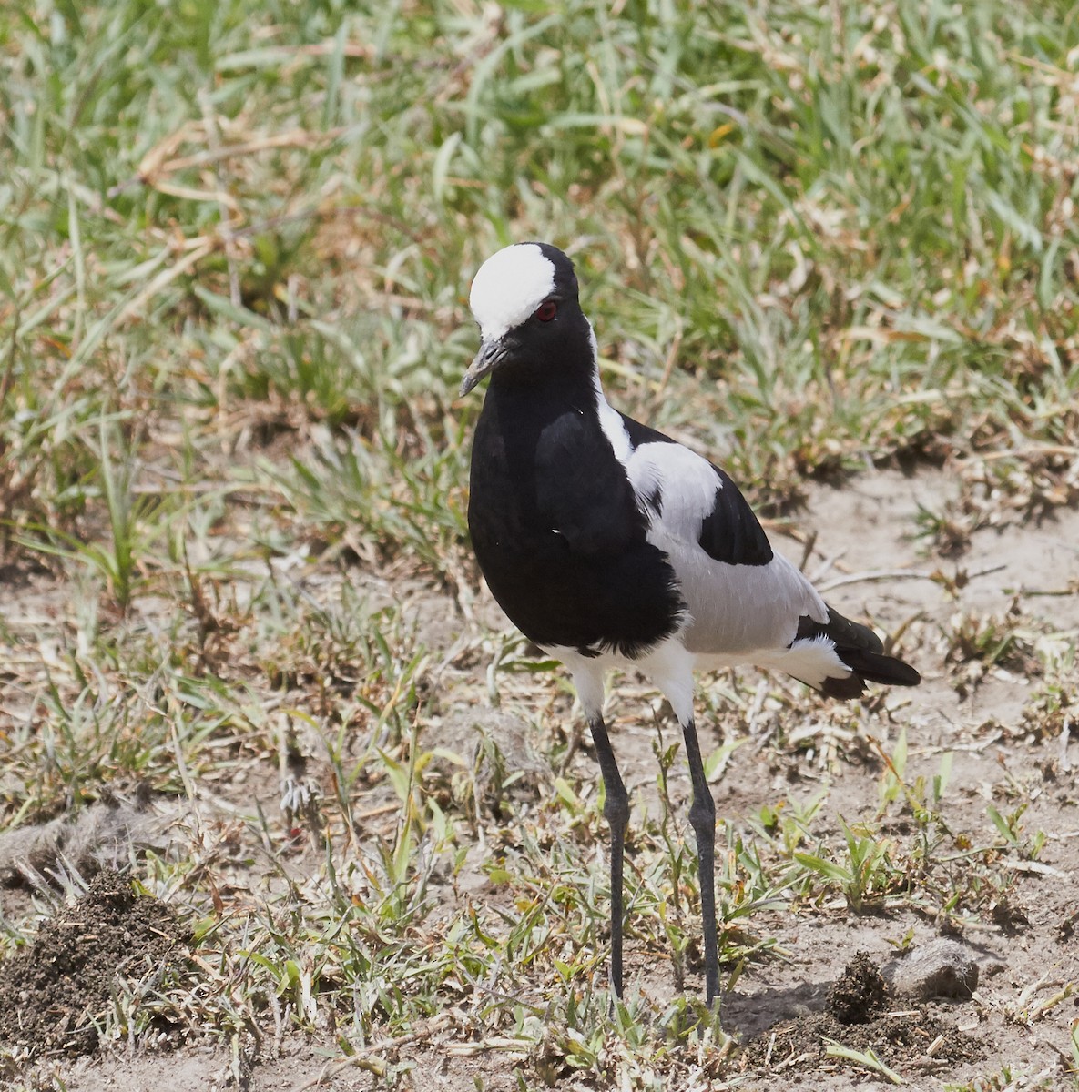 Blacksmith Lapwing - ML42568581