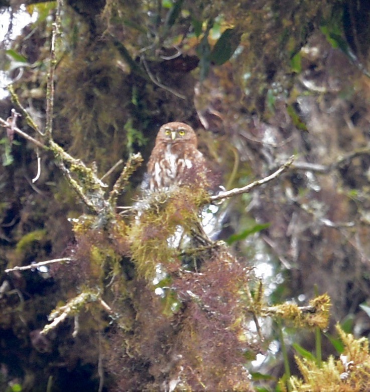 Bolivienzwergkauz - ML42568741