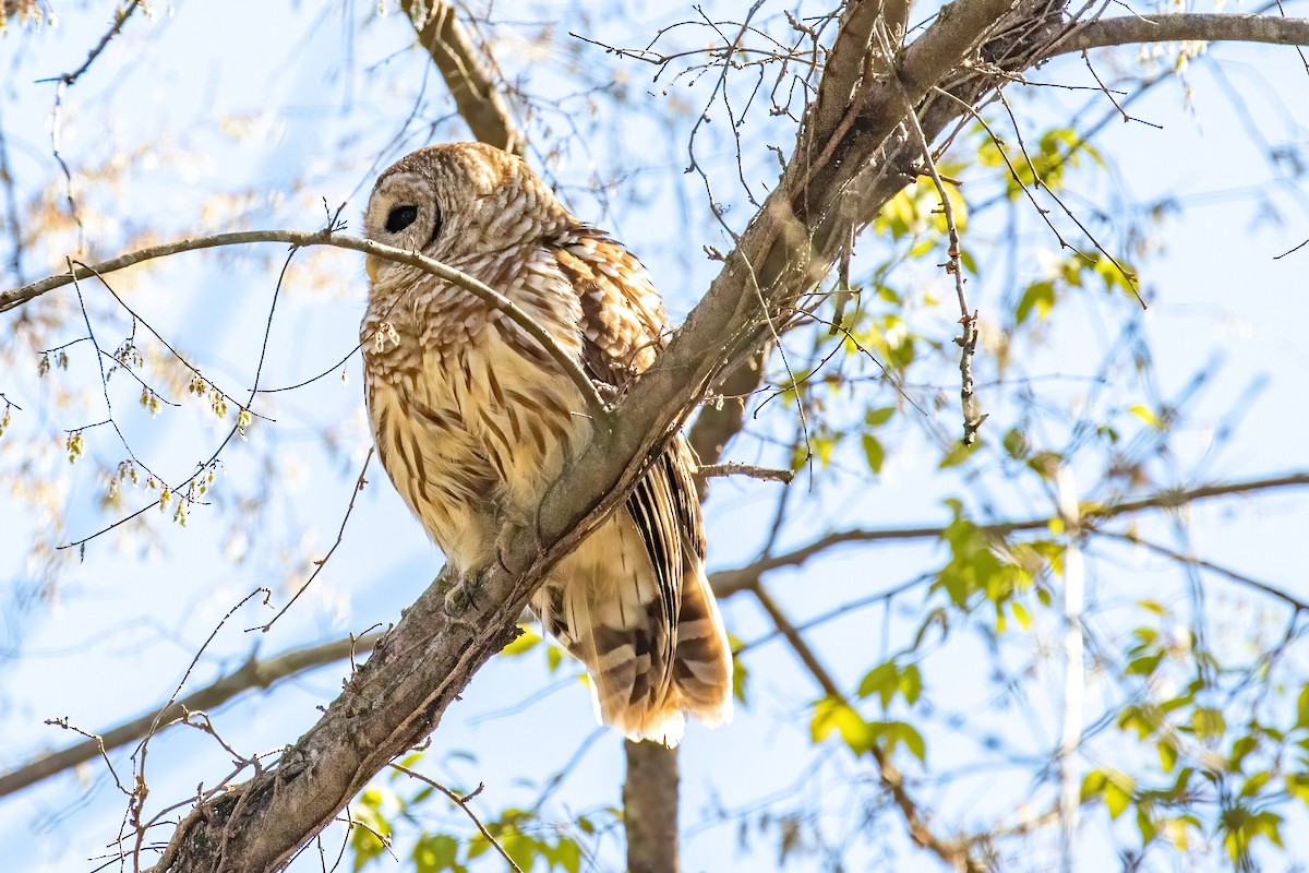 Barred Owl - ML425690061