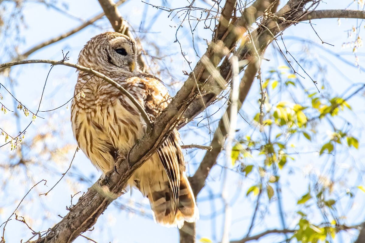 Barred Owl - ML425690111