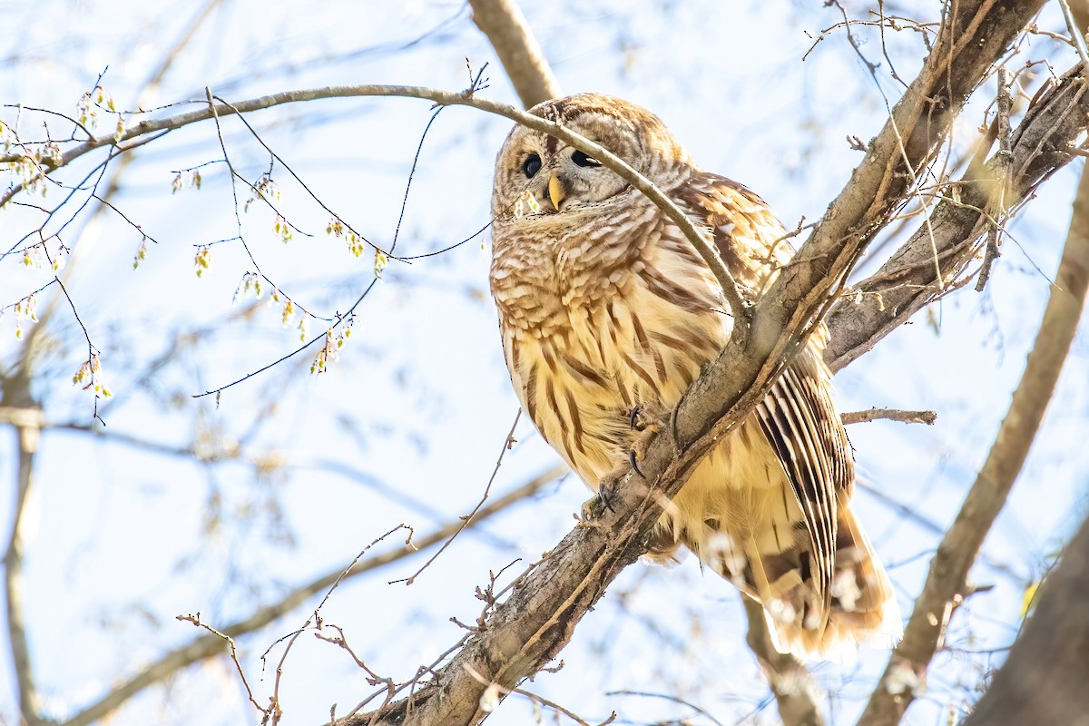 Barred Owl - ML425690141