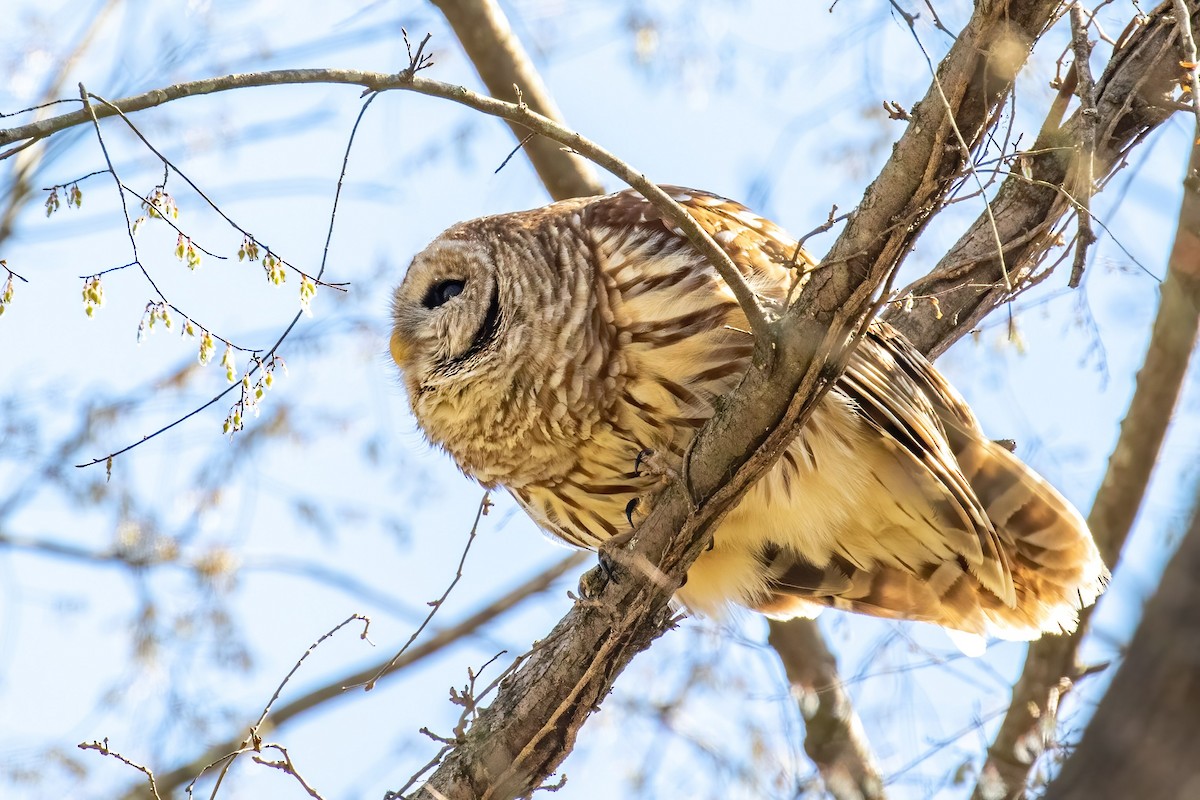 Barred Owl - ML425690151