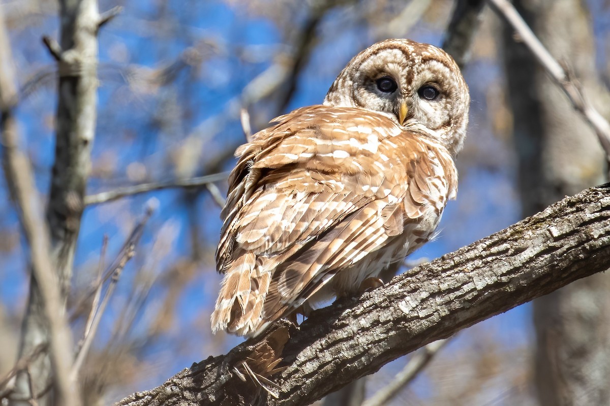 Barred Owl - ML425690161