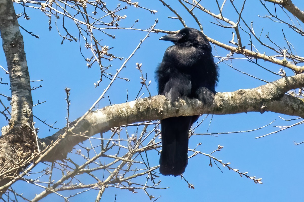 American Crow - ML425690241