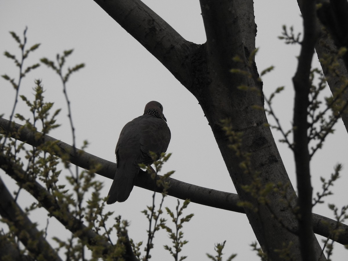 Spotted Dove - ML425690261