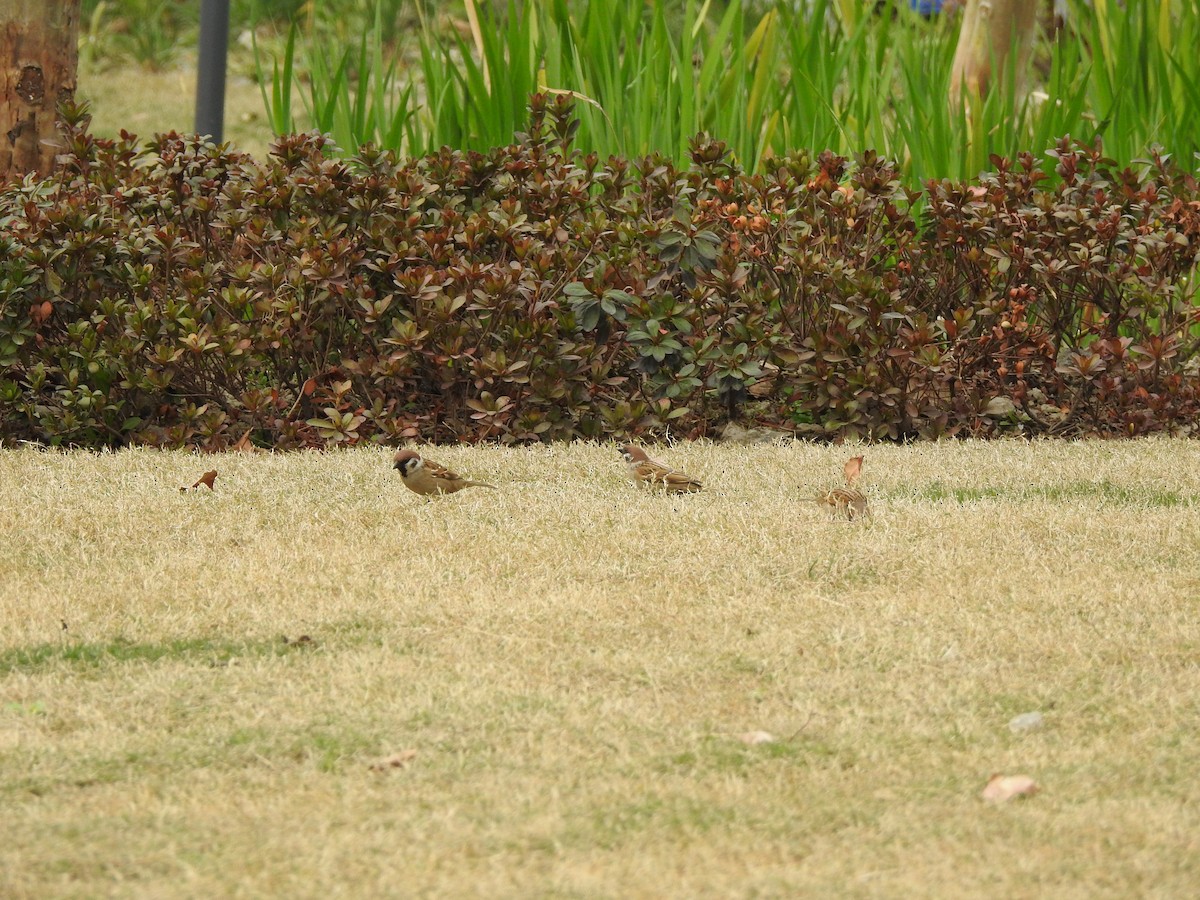 Eurasian Tree Sparrow - ML425690281