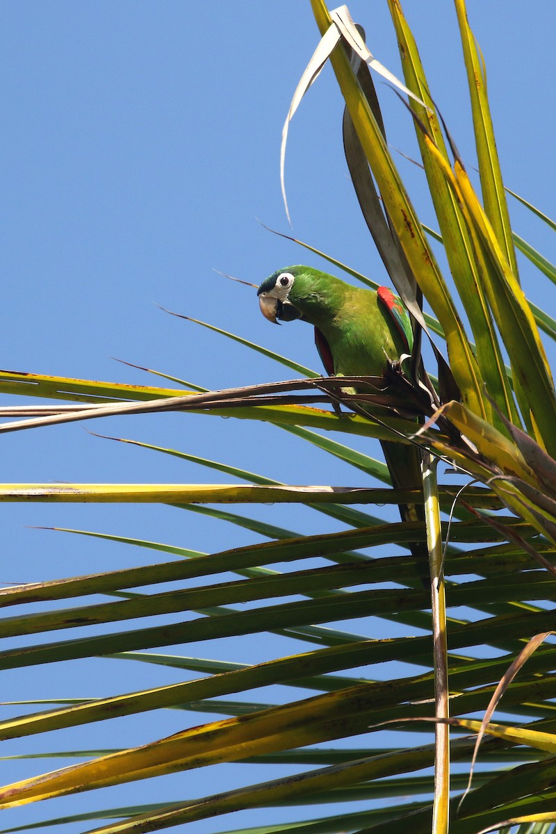 Red-shouldered Macaw (Southern) - Daniel Branch
