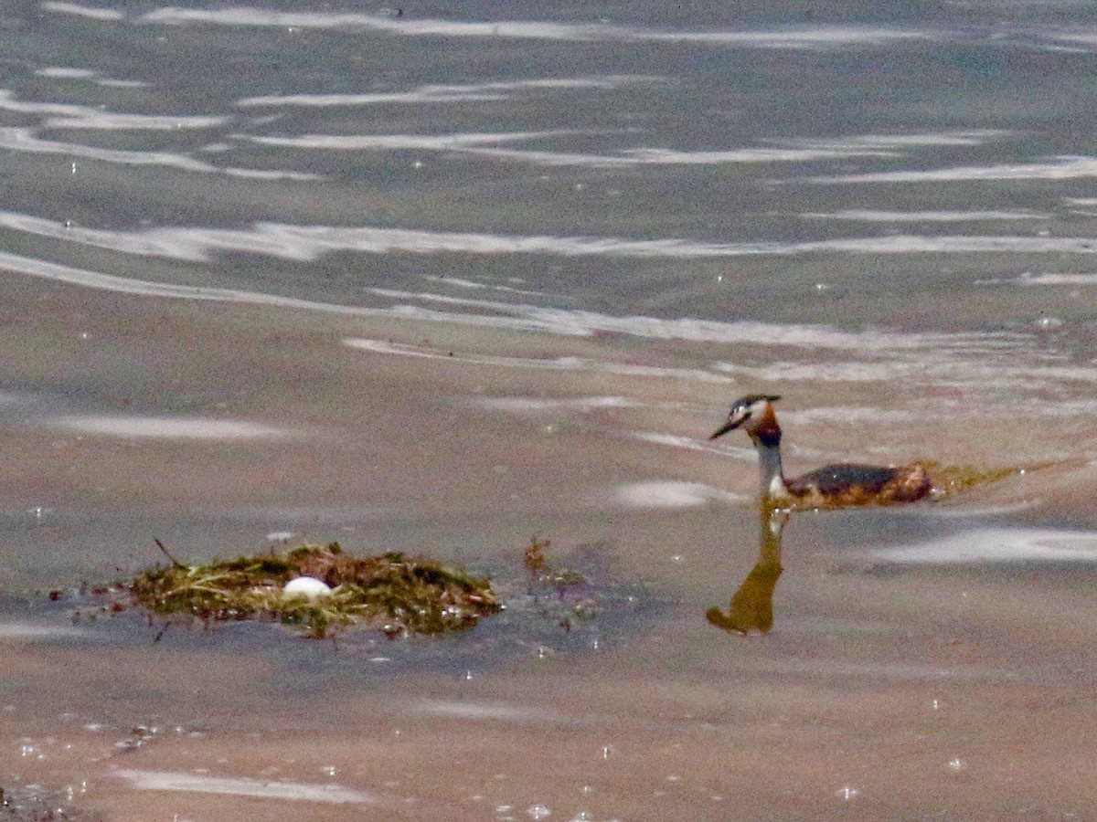 Great Crested Grebe - ML425690891