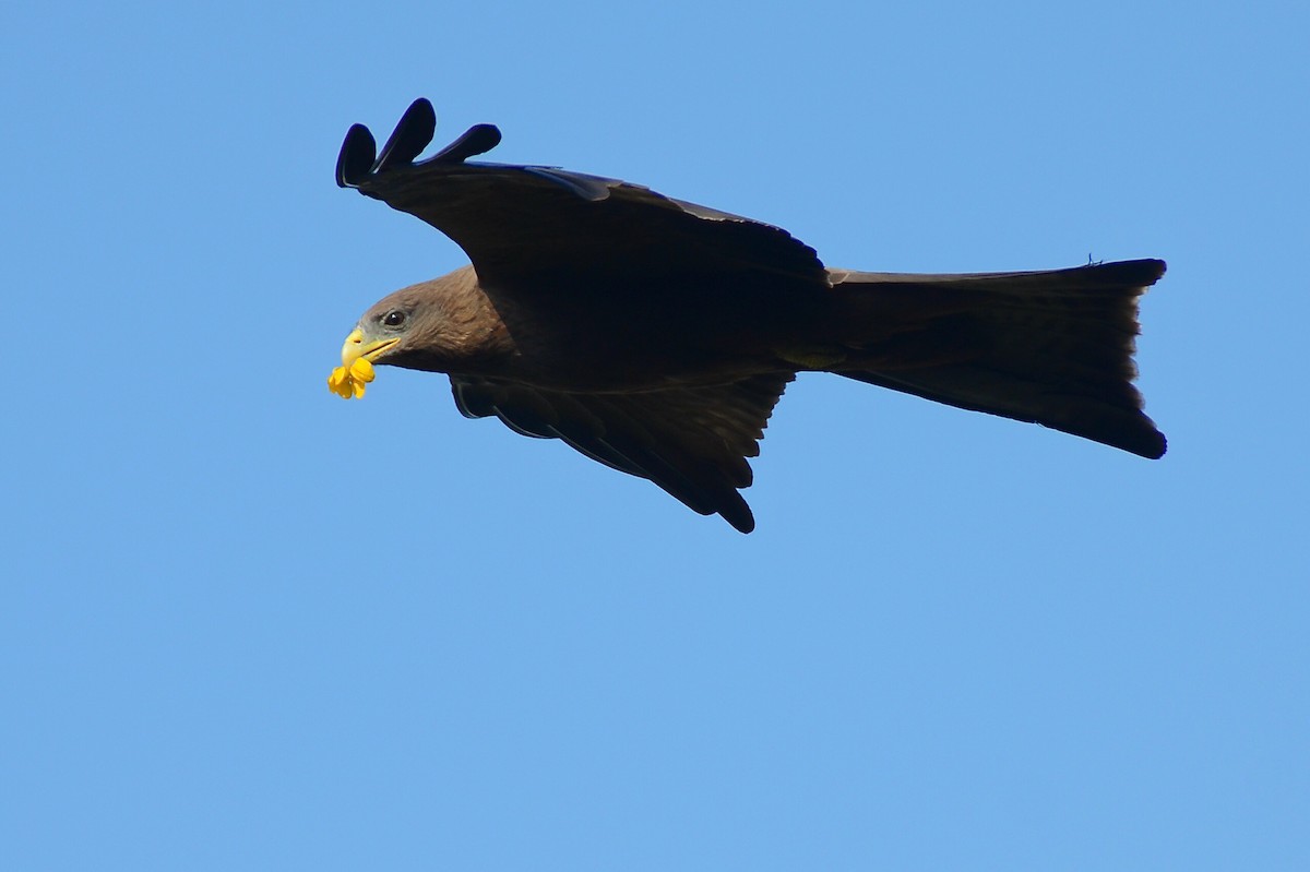 Black Kite - ML425691951