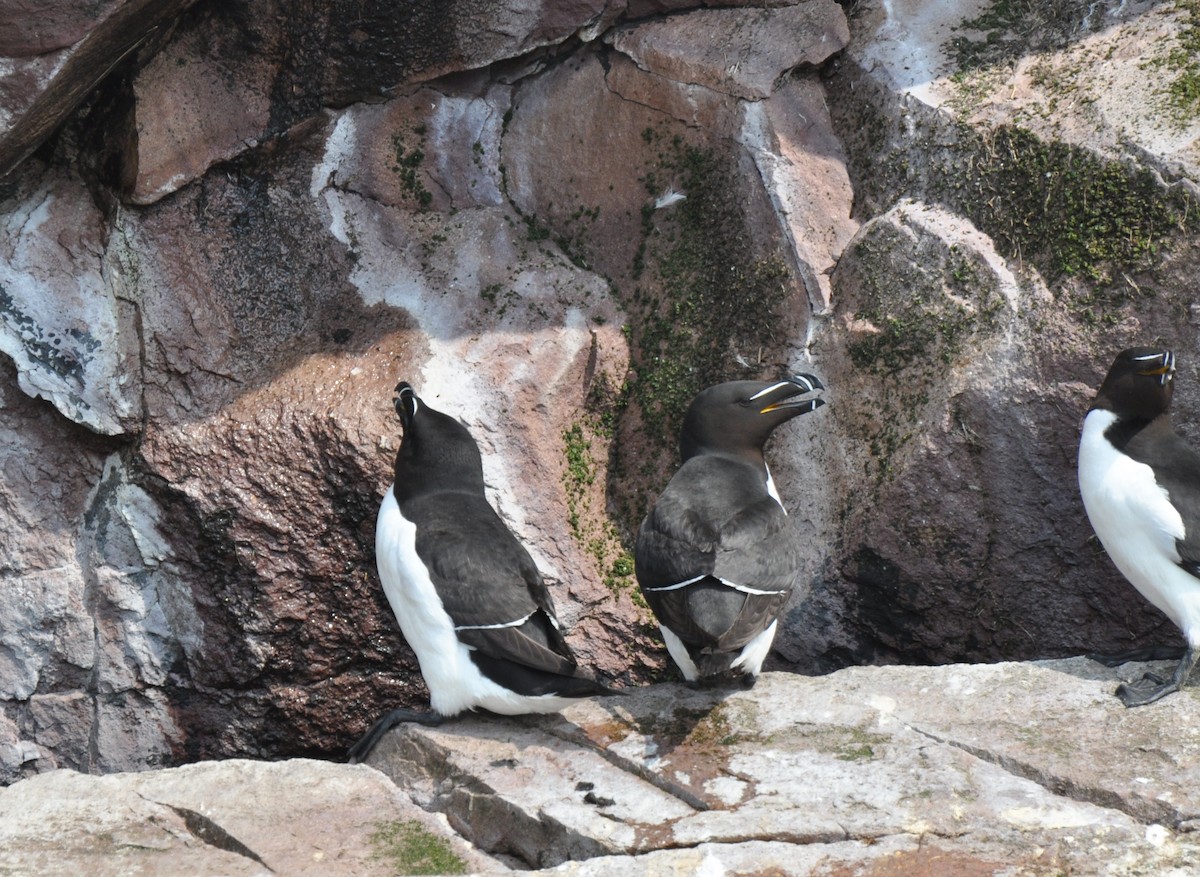 Razorbill - ML425692071