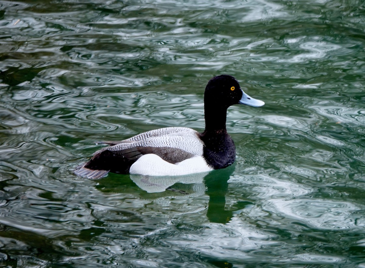 Greater Scaup - ML425692871