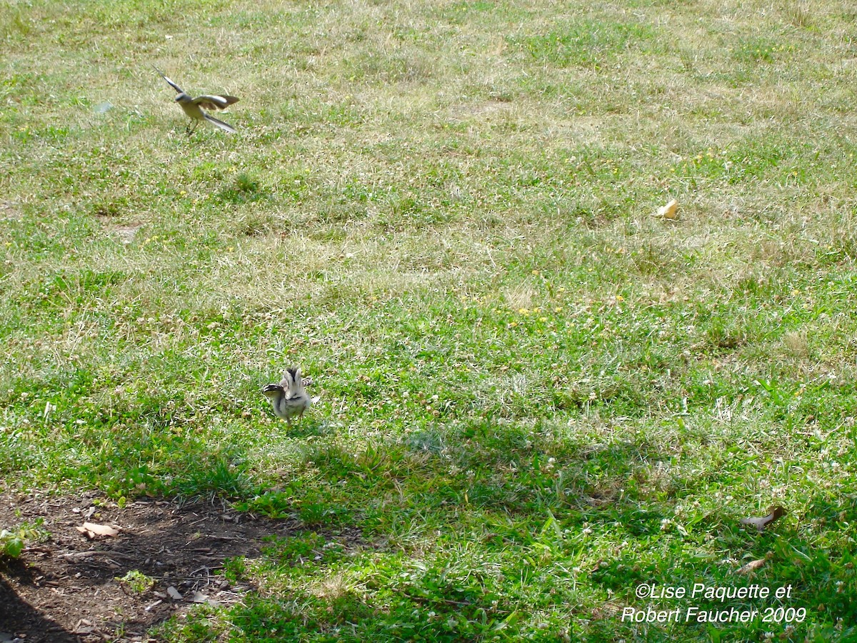 Northern Mockingbird - ML42569351