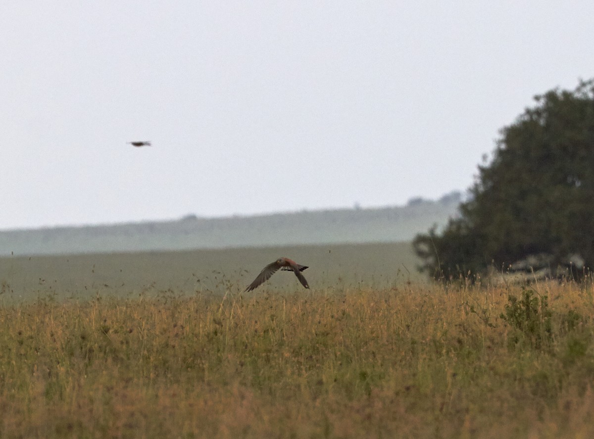 Lesser Kestrel - ML42569371