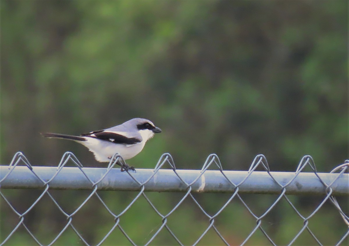 Loggerhead Shrike - ML425694161