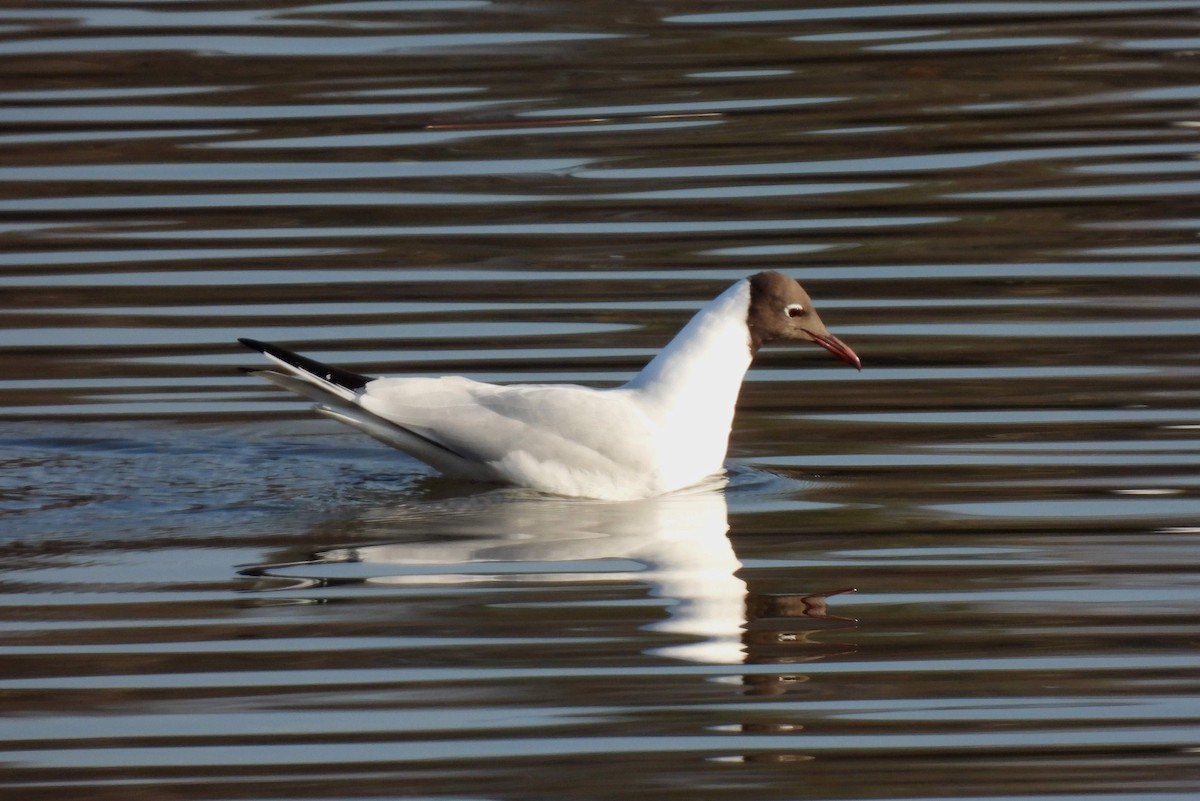 Black-headed Gull - ML425694501