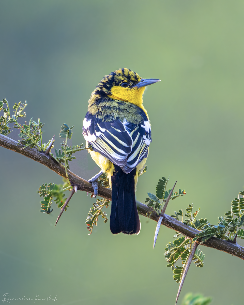 Common Iora - ML425695091