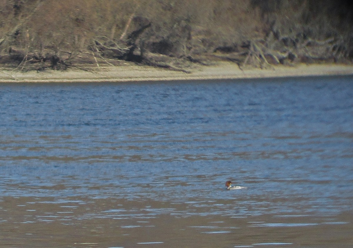 Common Merganser - ML425695391